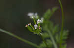 Hairyfruit chervil